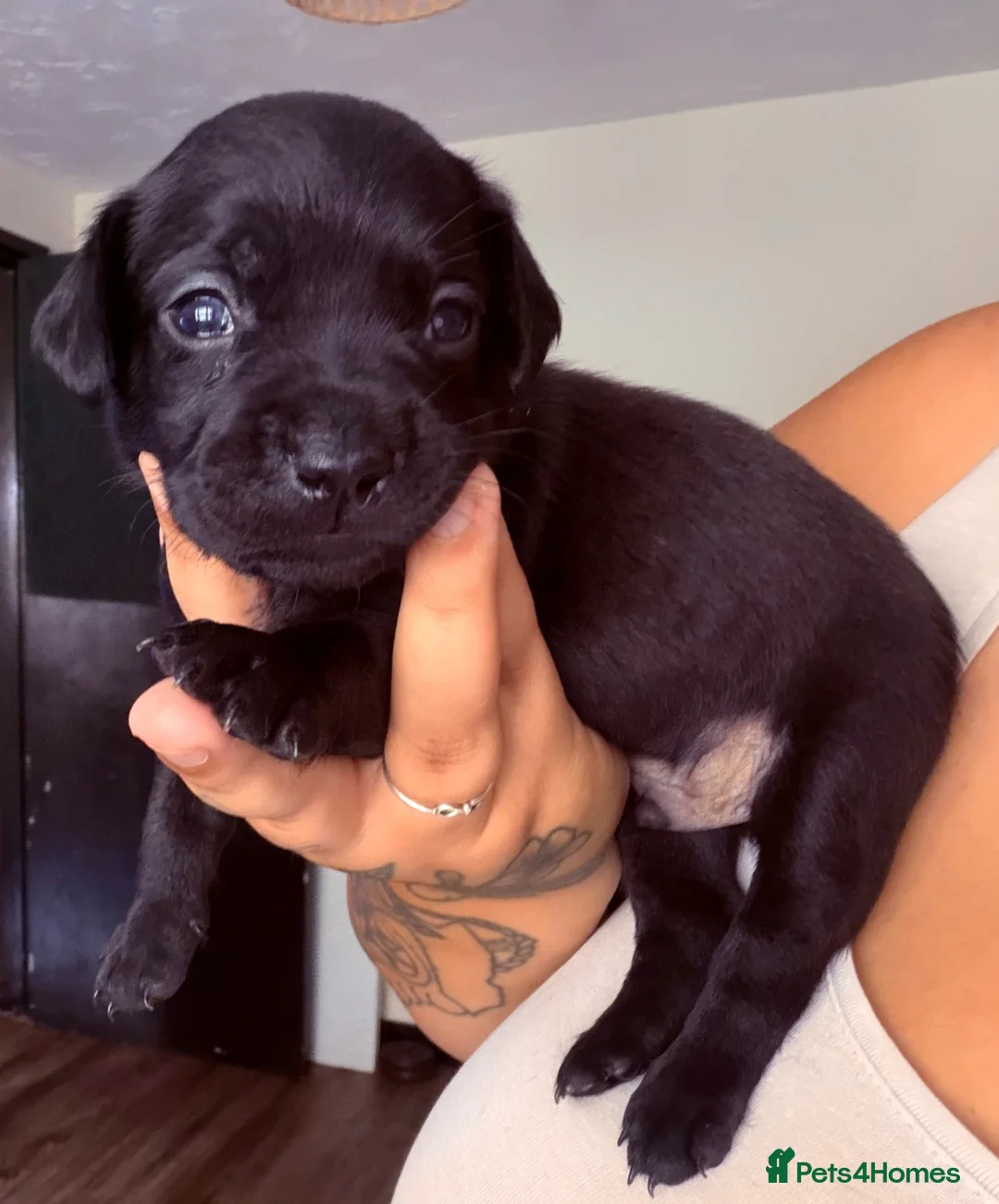Mixed Breed dogs for sale: Cockerbull - Advert 10