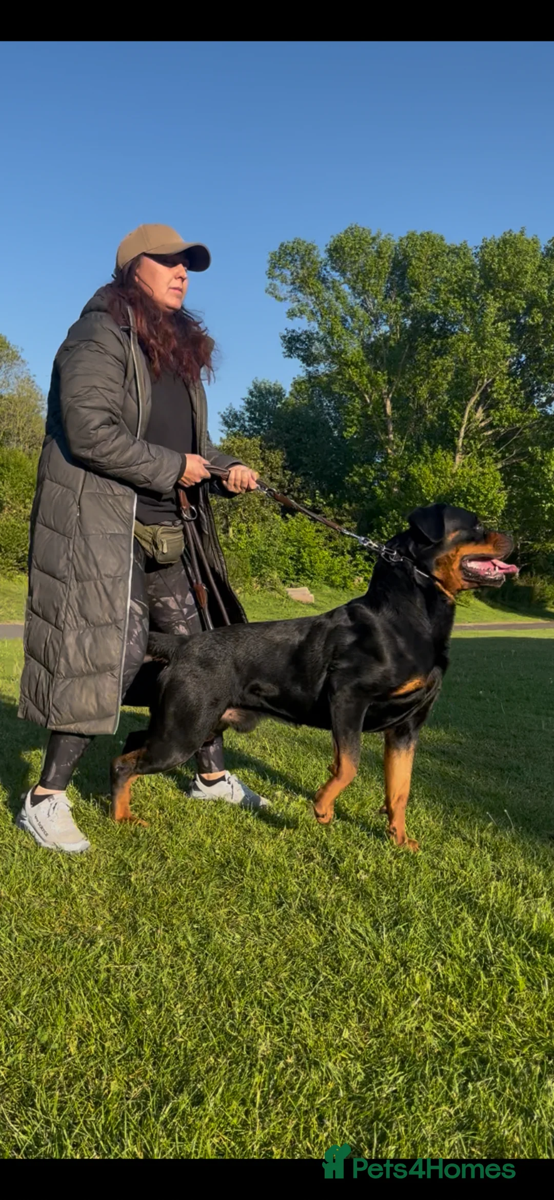 Rottweiler dogs for stud: Romanian Junior Champion Rottguardian Igor - Advert 2