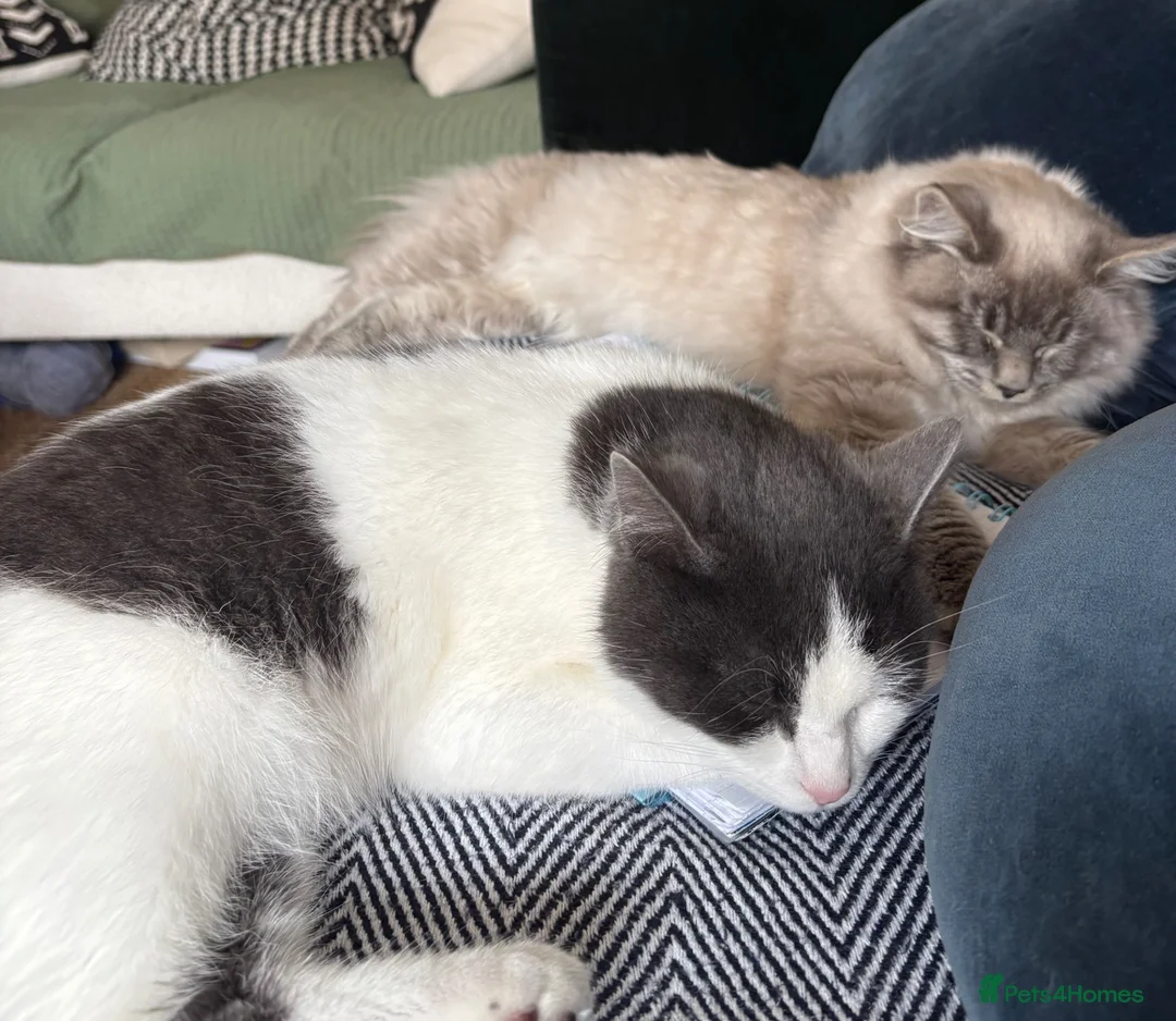 Mixed Breed cats for sale: Two 7 month bonded male cats - for a loving home in Glasgow - Advert 1