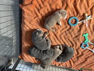 English Bulldog dogs Full Pedigree English Bulldog puppies - Advert 1