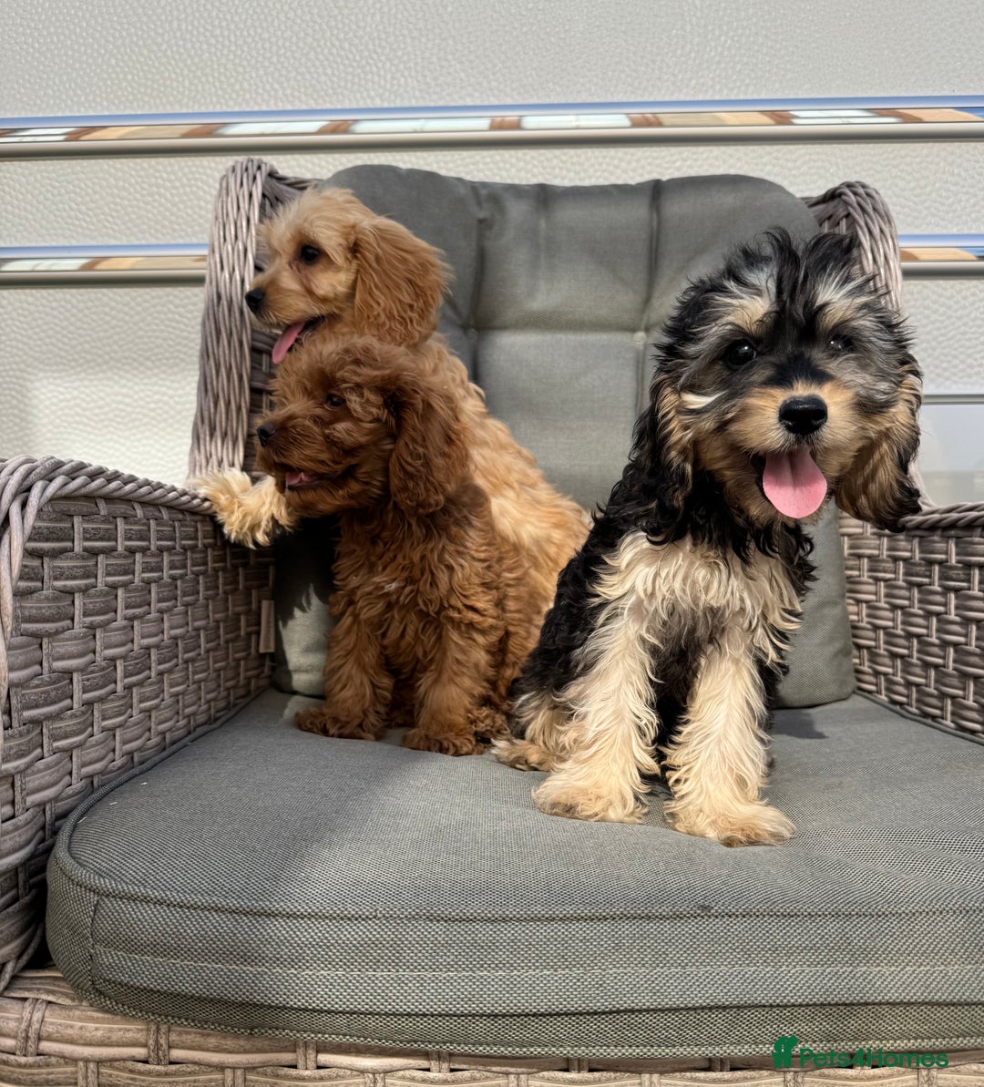 Cockapoo dogs for sale: F1 pra clear Cockapoos (council licensed breeder) - Image 15