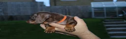 Dachshund dogs for sale: 7 dachshund pups for sale in Bradford - Advert 24