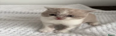 British Shorthair 2