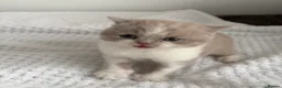 British Shorthair cats for sale: GCCF REG HEALTH TESTED KITTENS  - Advert 8