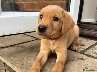 Labrador Retriever dogs Well bred KC labrador puppies - Advert 6