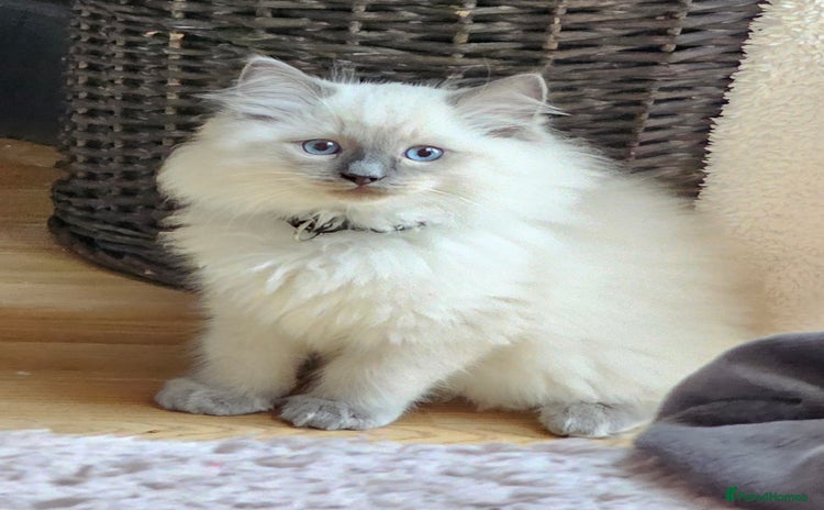 Ragdoll cats - Advert 16