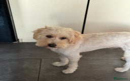 Tibetan Terrier dogs for adoption: Sweet Barney looking for LOVE - Image 9