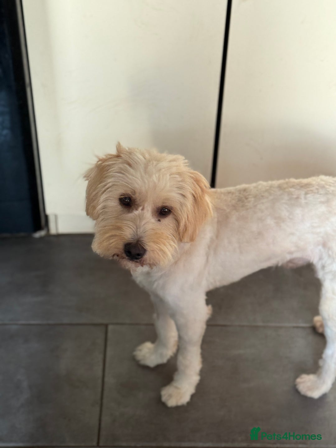Tibetan Terrier dogs for adoption: Sweet Barney looking for LOVE - Image 9