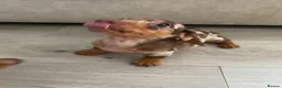 Miniature Dachshund dogs for sale: Miniature choc & tan Dachshund  - Advert 4