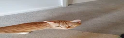 Mixed Breed cats for sale: Adorable white kittens  - Advert 1