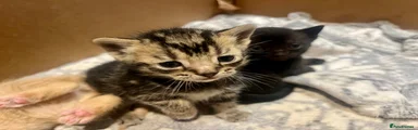 Fluffy tabby
