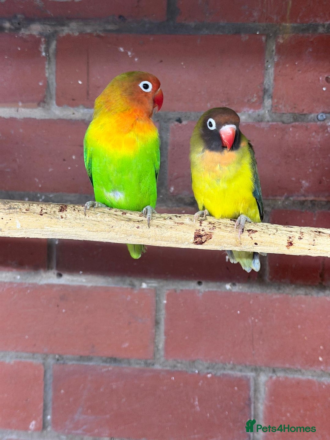 Mixed Breed birds for sale: Different birds for sale  - Advert 1