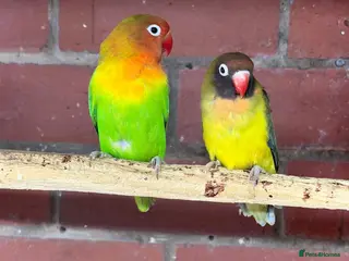 Mixed Breed birds Different birds for sale - Advert 6