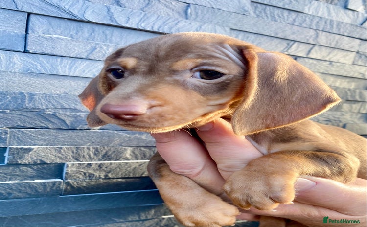 Miniature Dachshund dogs - Advert 4