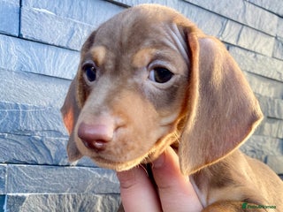 Miniature Dachshund dogs for sale: Miniature dachshunds READY NOW - Advert 1