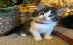 British Longhair cats for sale: Stunning friendly kittens - Image 15