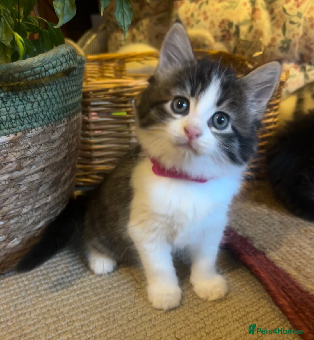 British Longhair cats for sale: Stunning friendly kittens - Image 15