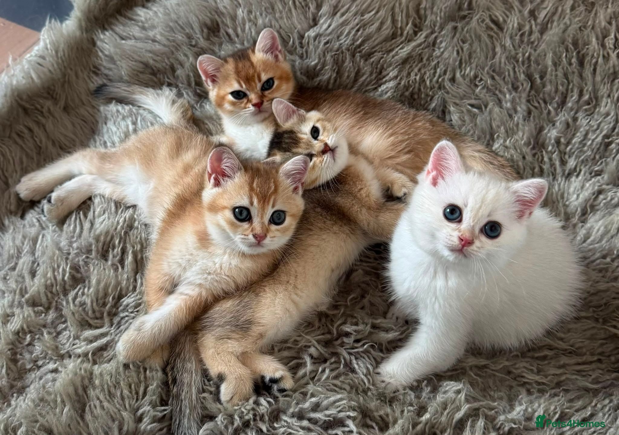British Shorthair cats Adorable British shorthair kittens - Advert 1