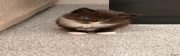 Mixed Breed cats for sale: Cute Kittens Ready for Loving Homes - Advert 40