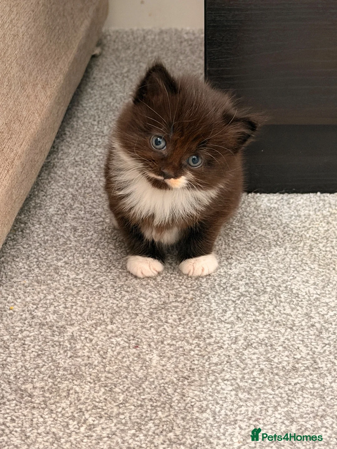 Mixed Breed cats for sale: Cute Kittens Ready for Loving Homes - Advert 40