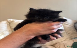 Mixed Breed cats for sale: Ragdoll/domestic shorthair  - Image 13