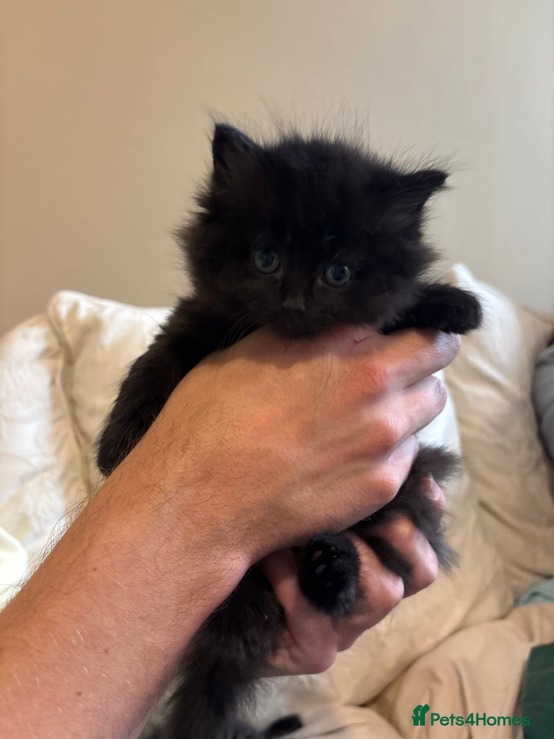 Mixed Breed cats for sale: Ragdoll/domestic shorthair  - Image 13