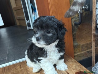 Mixed Breed dogs Adorable Bolonoodle Puppies - Advert 5