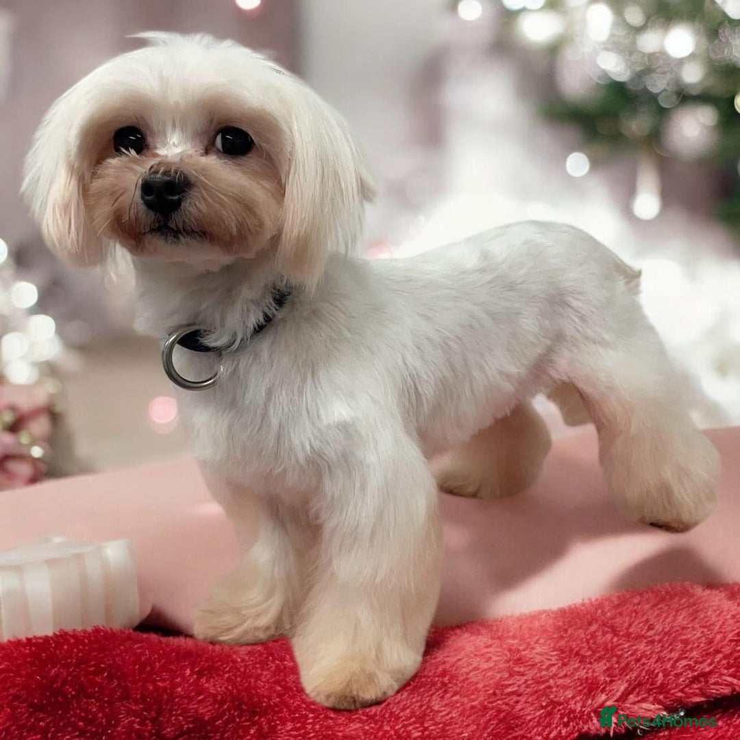 Maltipoo dogs for sale: Maltipoo  - Image 15