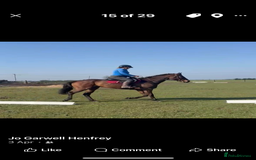 English Thoroughbred horses for sale: In foal brood mares  - Image 6