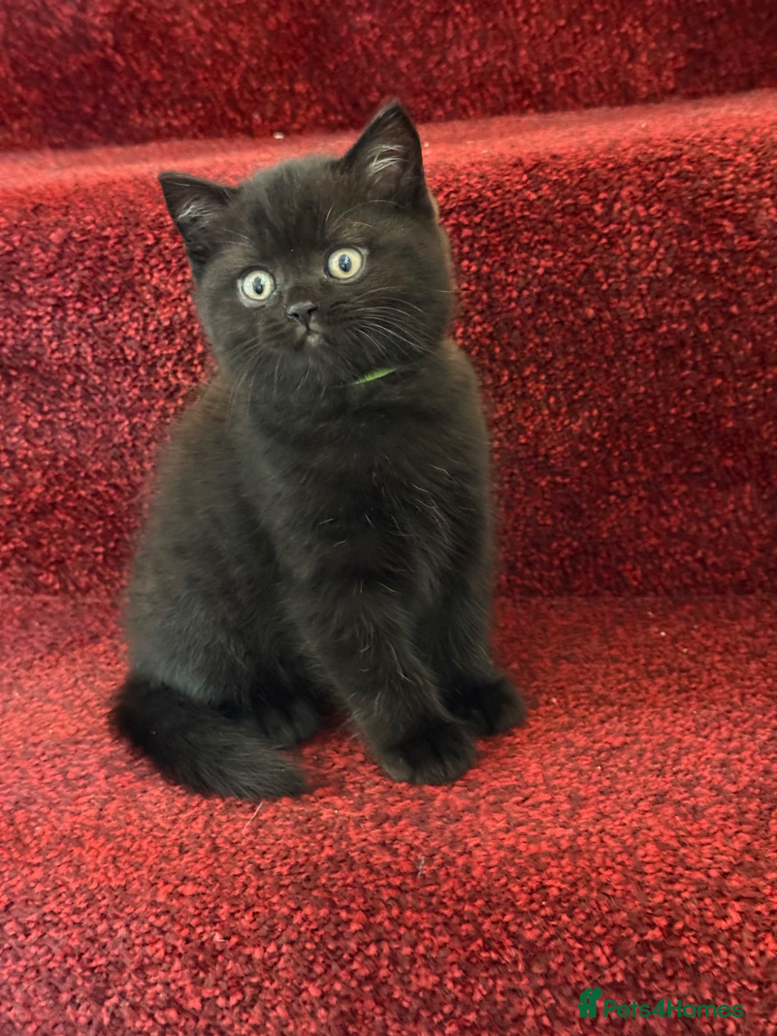 British Shorthair cats Exceptional BSH kittens  - Advert 2