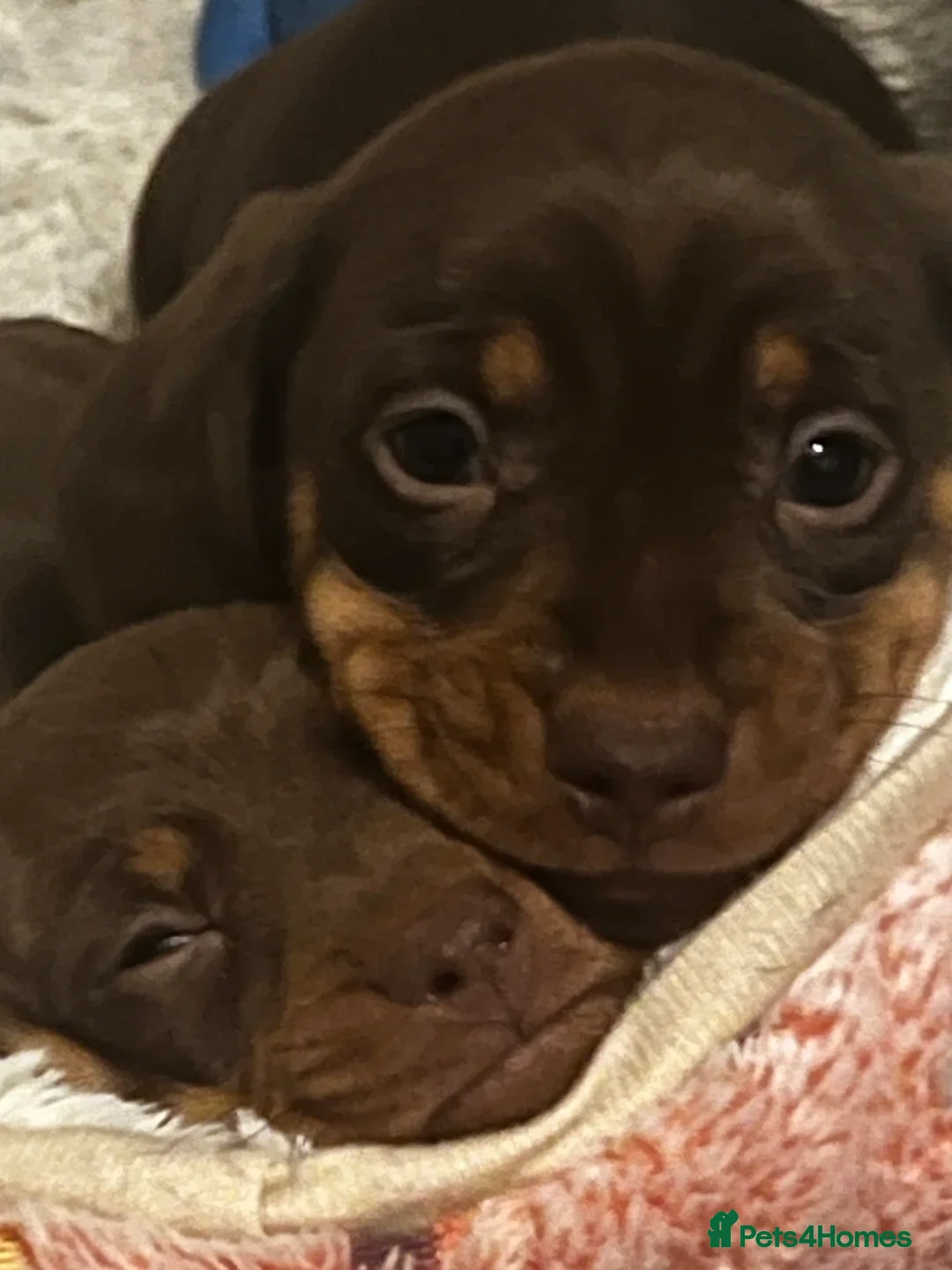 Miniature Dachshund dogs for stud: Kc Reg proven Stud  - Advert 10