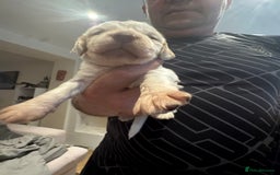 Cocker Spaniel dogs for sale: Cocker spaniel Puppies  - Advert 23