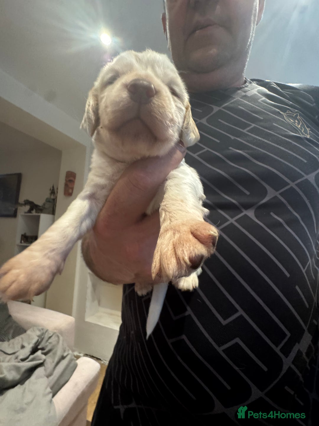 Cocker Spaniel dogs for sale: Cocker spaniel Puppies  - Advert 23