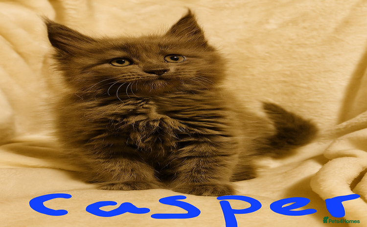 Maine Coon cats - Advert 9