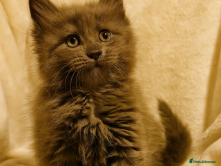 Maine Coon cats Pedigree Mainecoon boys available - Advert 10