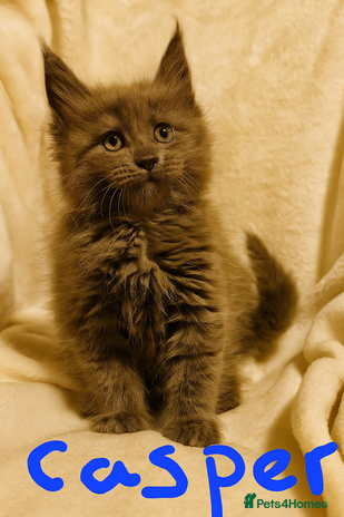 Maine Coon cats - Advert 9