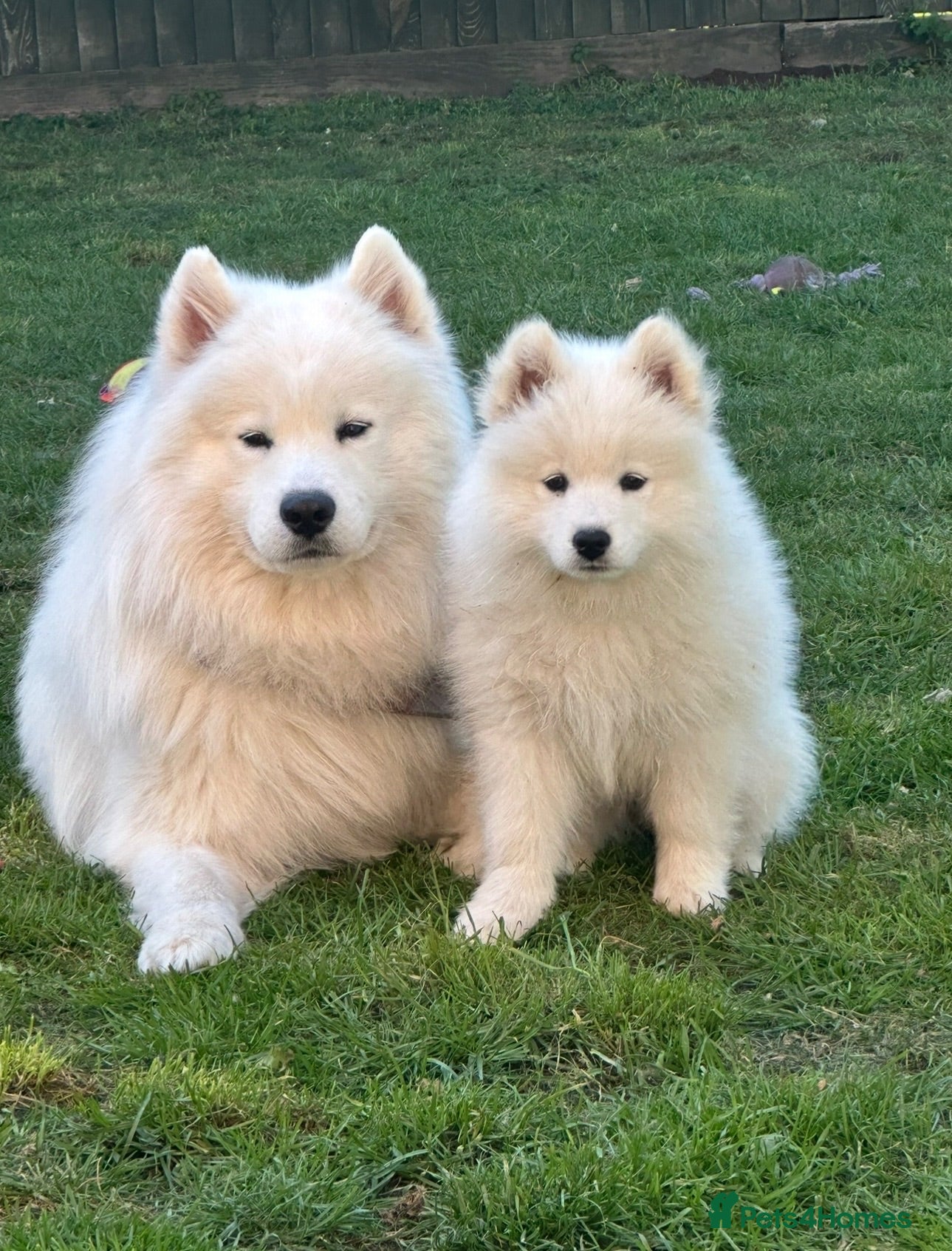 Samoyed dogs  SAMOYED STUD | CHAMPION BLOODLINE ⭐ - Advert 3