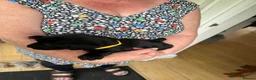 Labrador Retriever dogs for sale: Beautiful KC Labrador Puppies – Black & Fox Red in Hertford - Advert 9