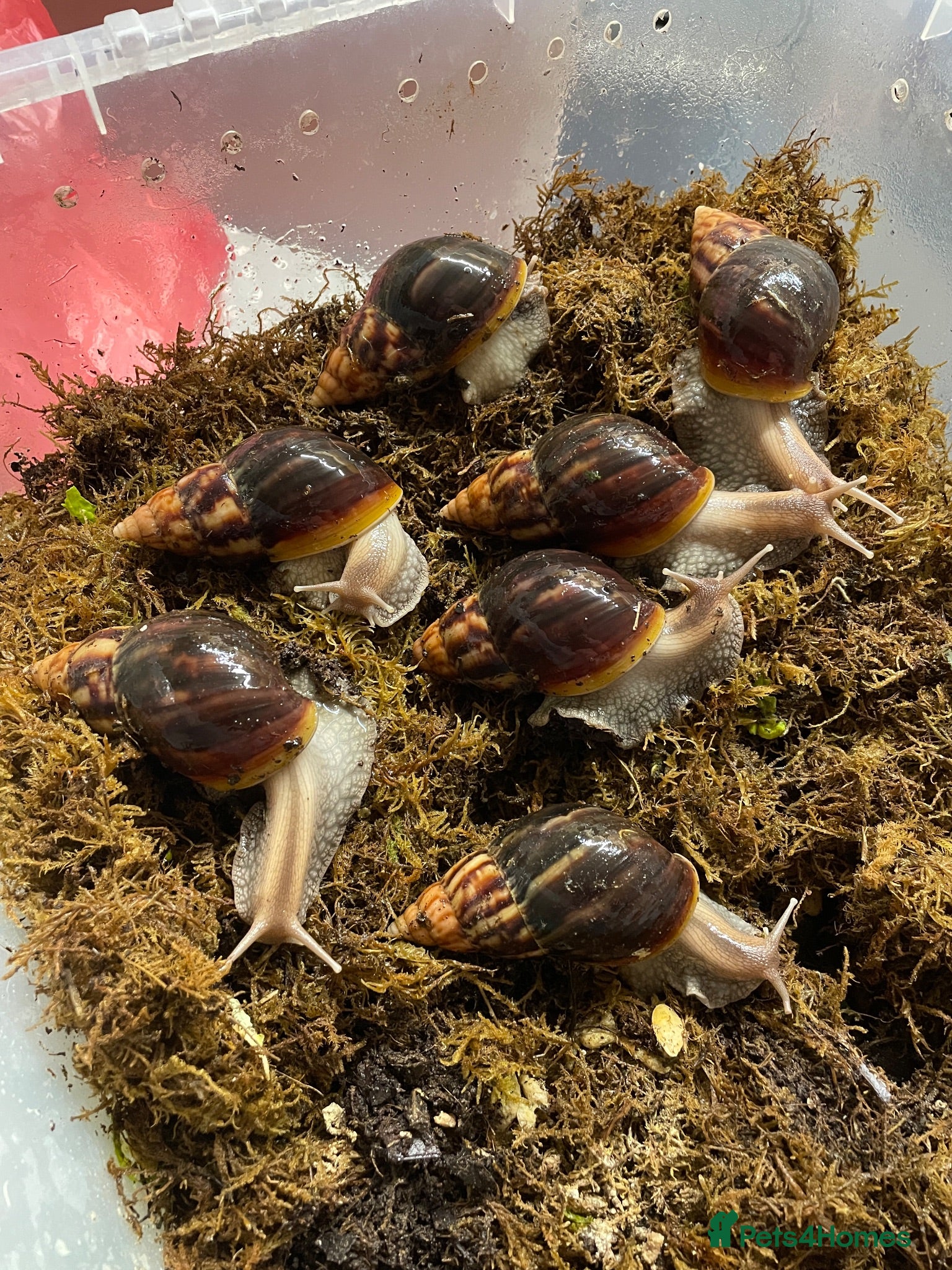 Snails invertebrates Giant African Snails for sale! - Advert 2