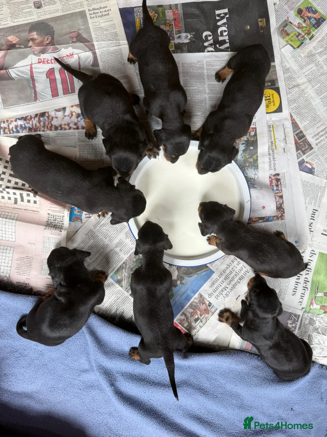 Miniature Dachshund dogs for sale: Four miniature dachshund puppies left  (Scotland) - Advert 2