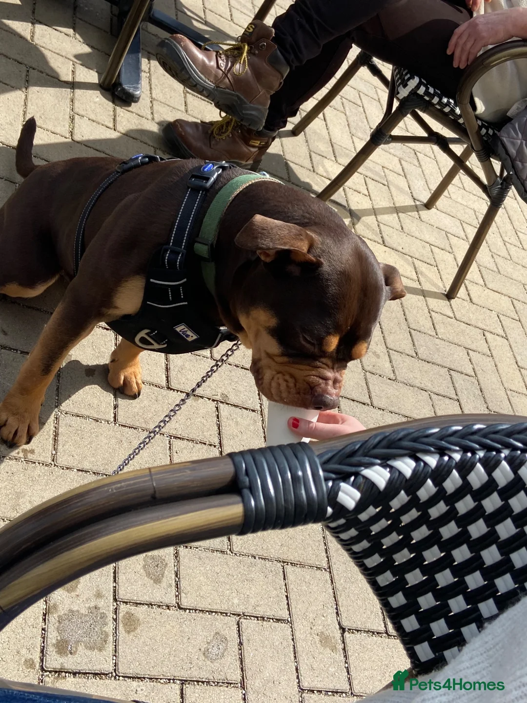 Mixed Breed dogs for sale: Bonnie  in Carterton - Advert 6
