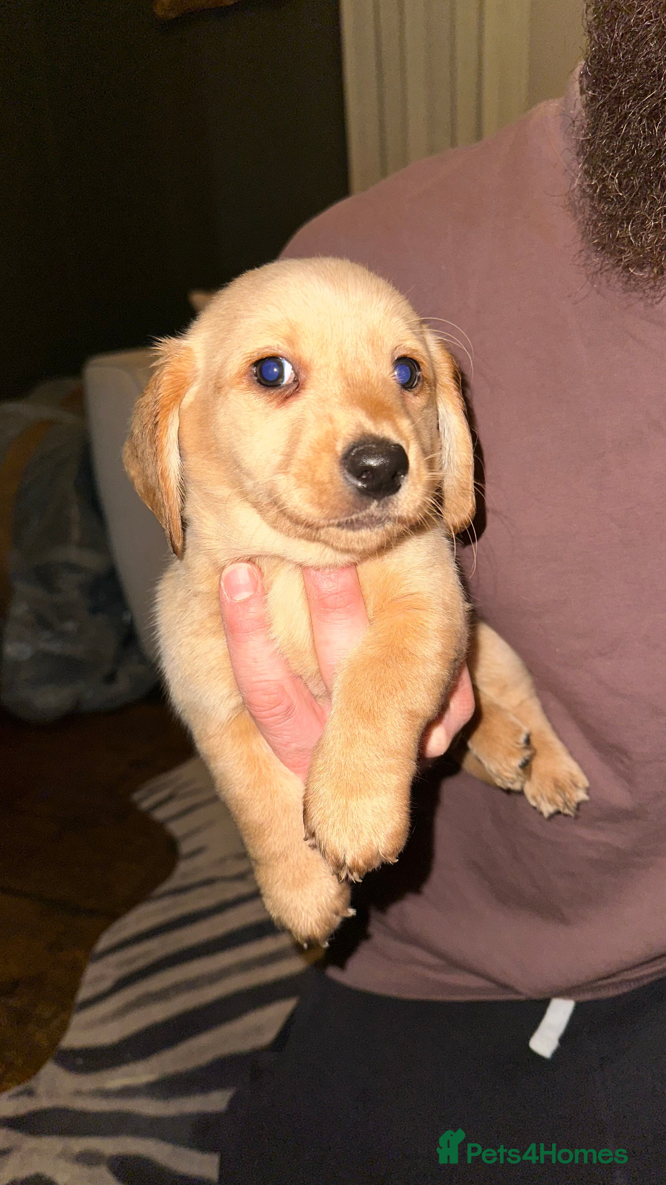 Mixed Breed dogs Dachsador  - Advert 4