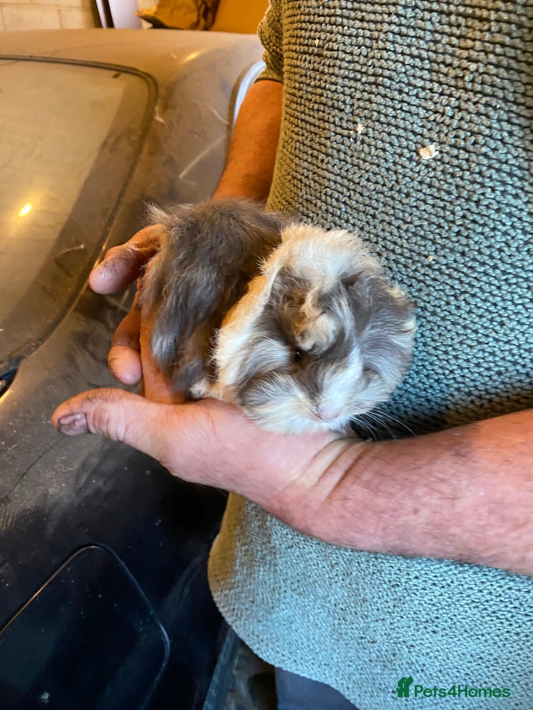 Guinea Pig rodents for sale: Peruvian Guinea pigs  - Advert 5