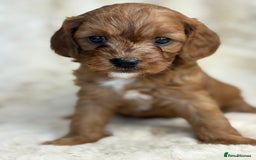 Cavapoo dogs for sale: Stunning health tested Cavapoo puppies - Image 18