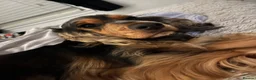 Cocker Spaniel dogs for sale: 3 year old female cocker spaniel  - Advert 9