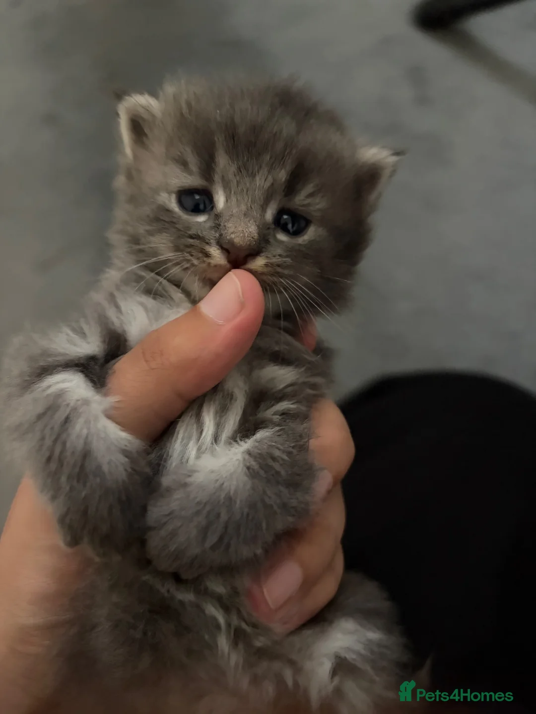 Domestic Shorthair cats for sale: 4 beautiful kittens looking for a forever home - Advert 2
