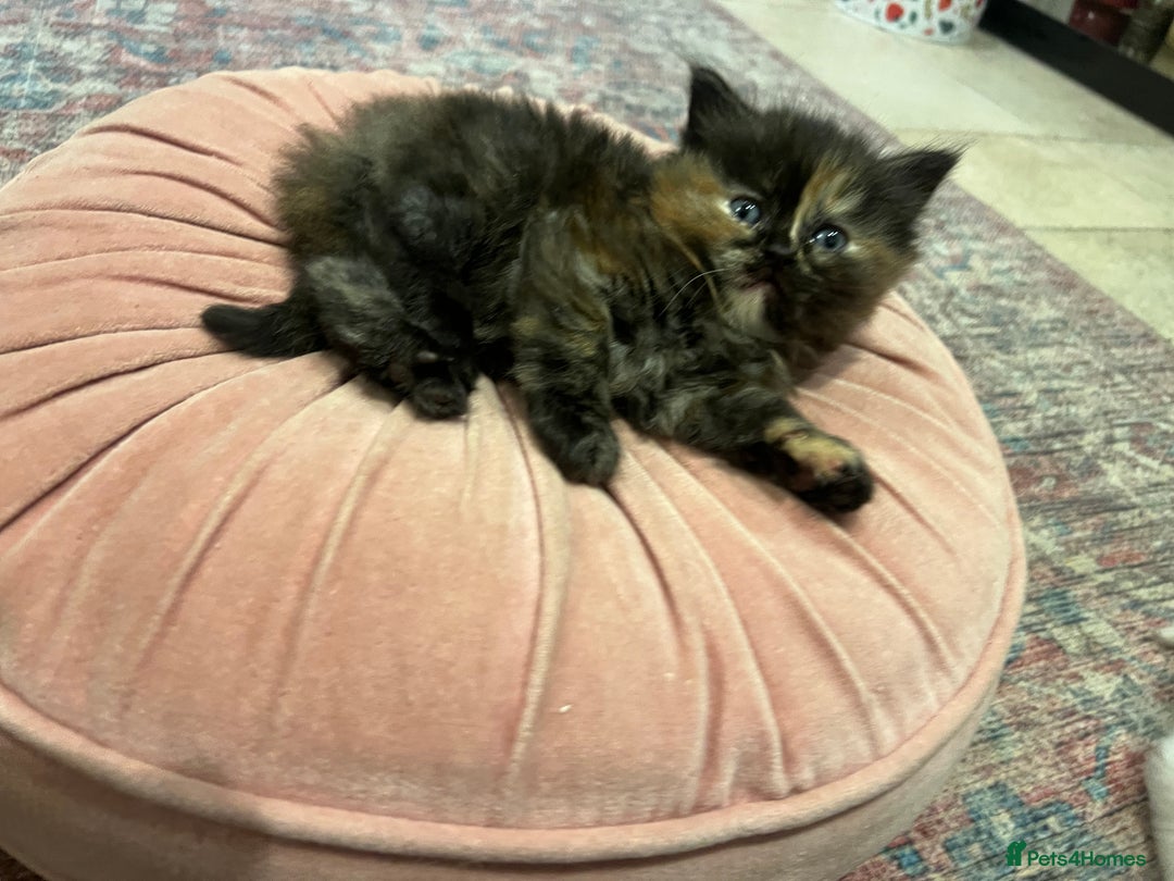 Ragdoll cats for sale: Beautiful ragdoll mix kittens  - Image 2