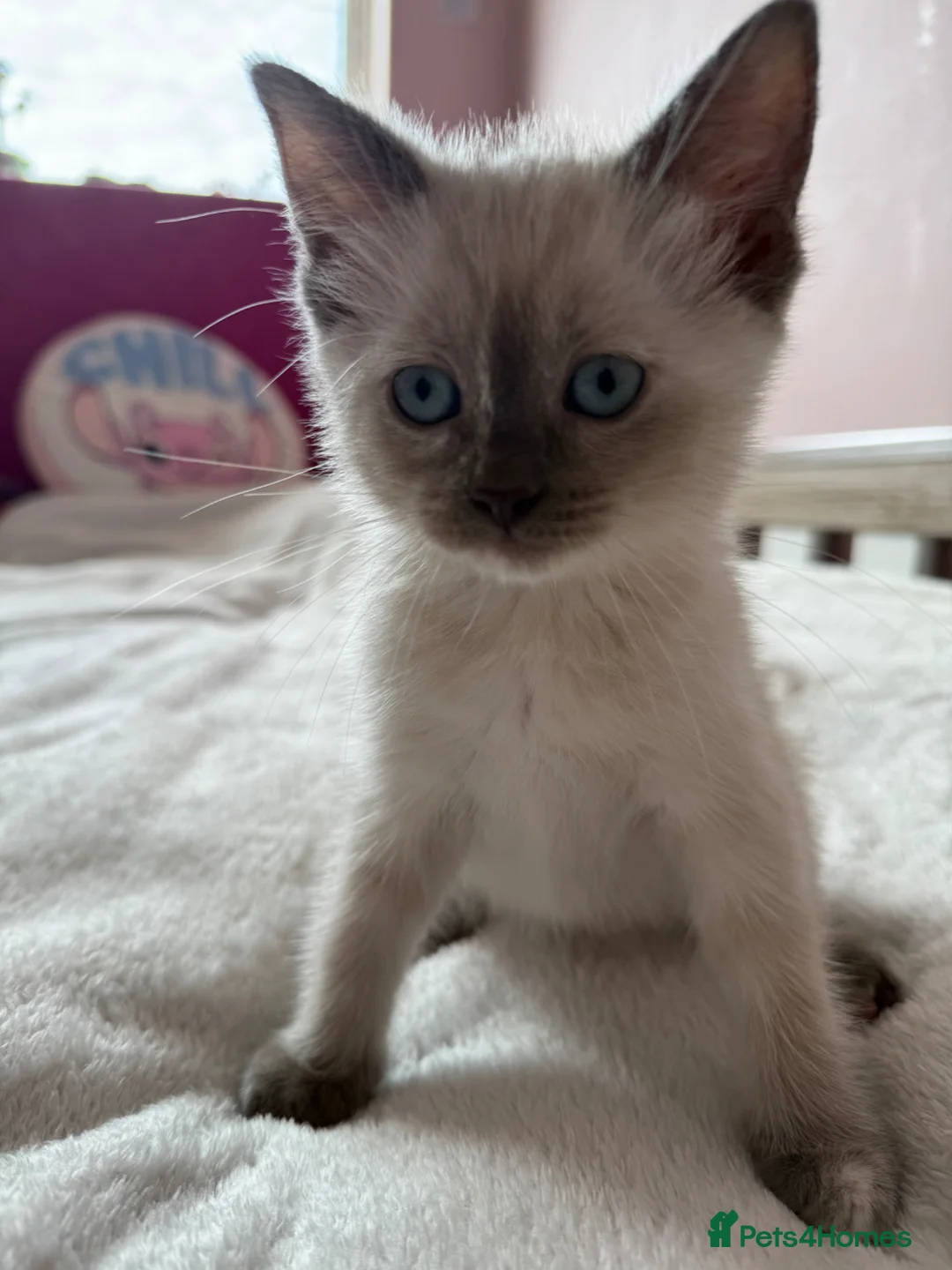 Ragdoll cats for sale: Ragdoll female kitten in Great Yarmouth - Advert 2