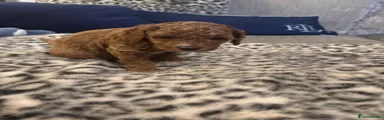 Cavapoo 5