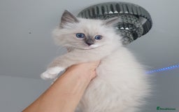 Ragdoll cats for sale: The cutest beautiful Ragdoll kittens! Ready :) - Image 2